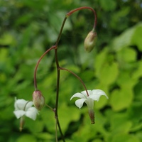 Vancouveria hexandra